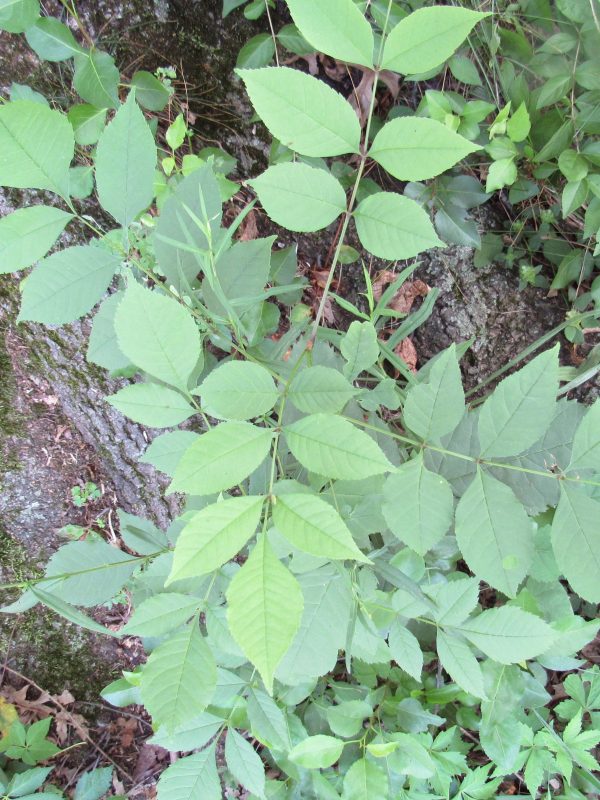 Photo of hickory tree