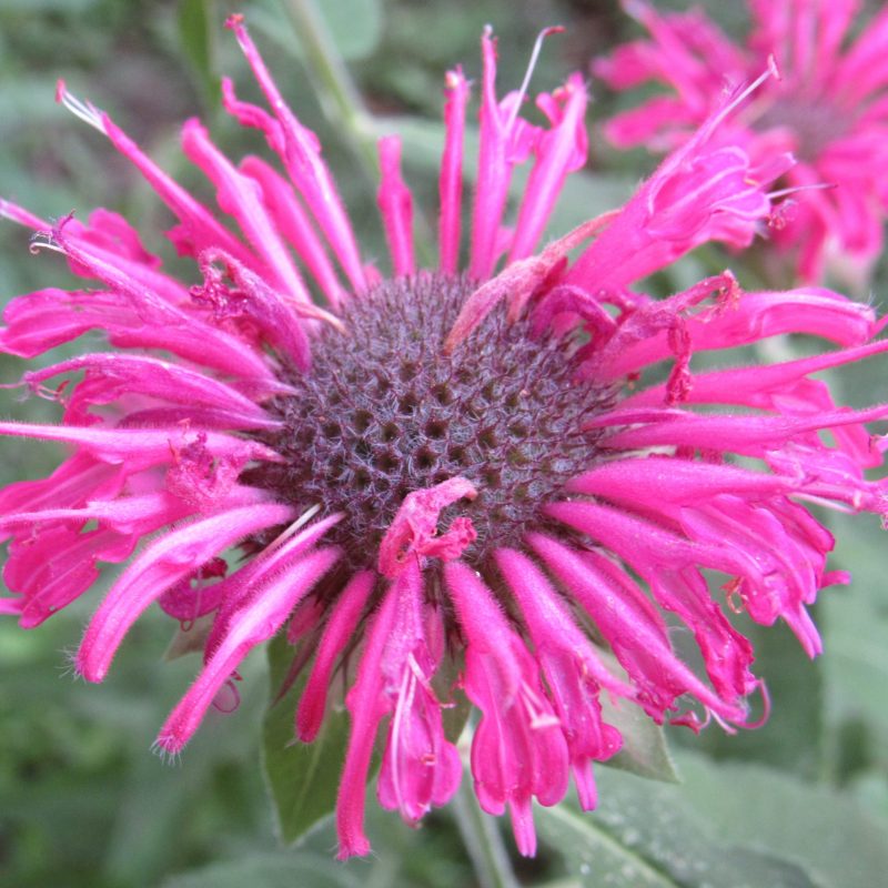 Photo of monarda flower