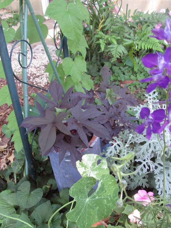 Photo of dark-leaved sweet potato vine and dusty miller