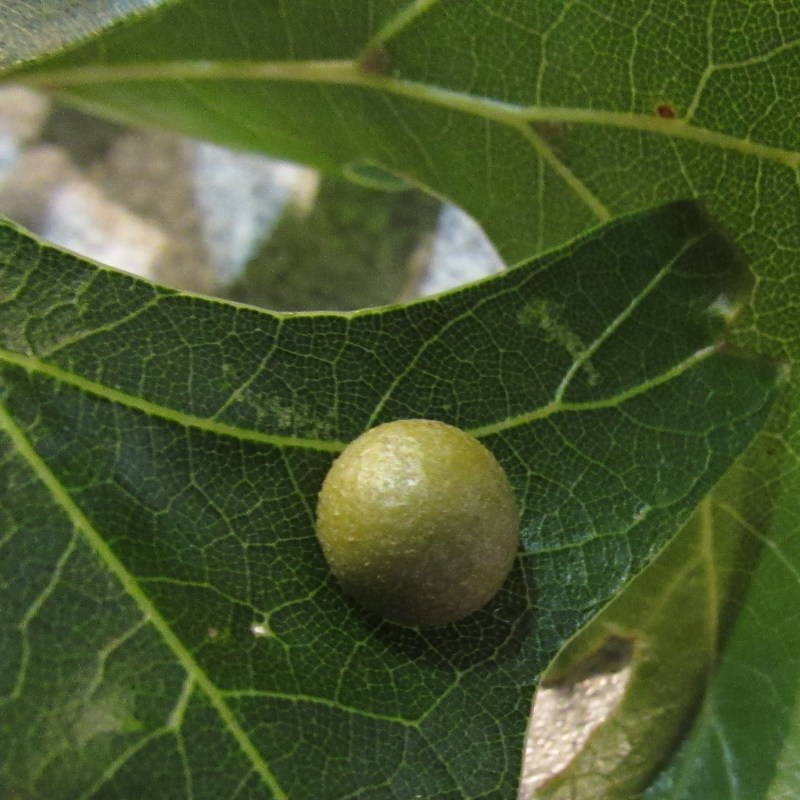 Photo of oak leaf gall
