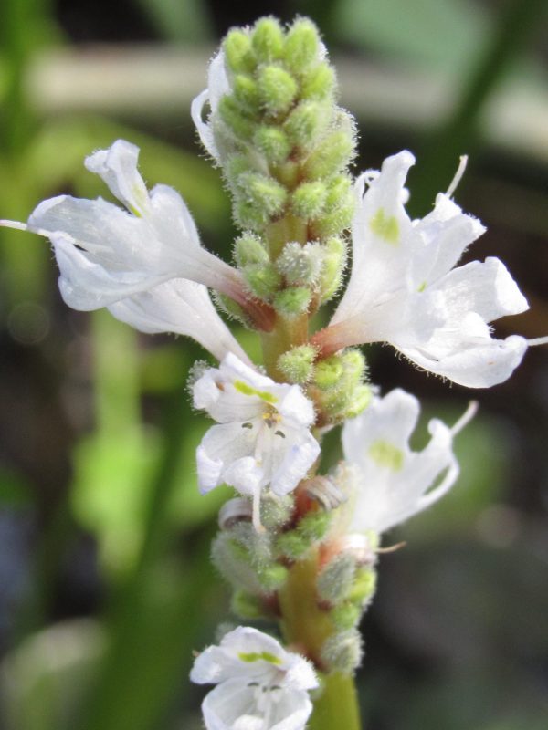 Photo of pickerel weed flower