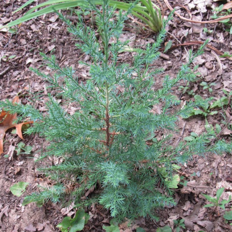 Photo of small juniper