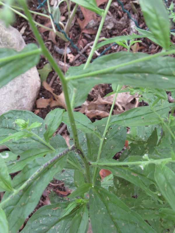 Photo of weed with tiny flowers