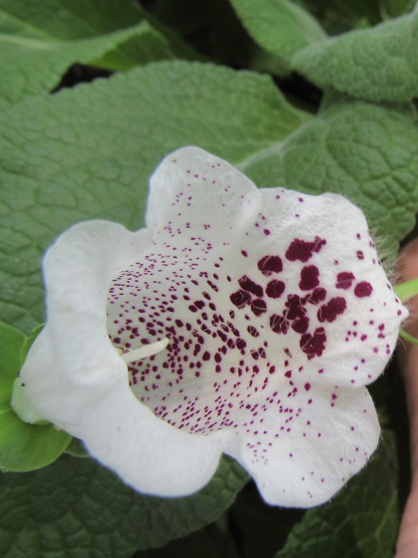 Photo of foxglove blossom