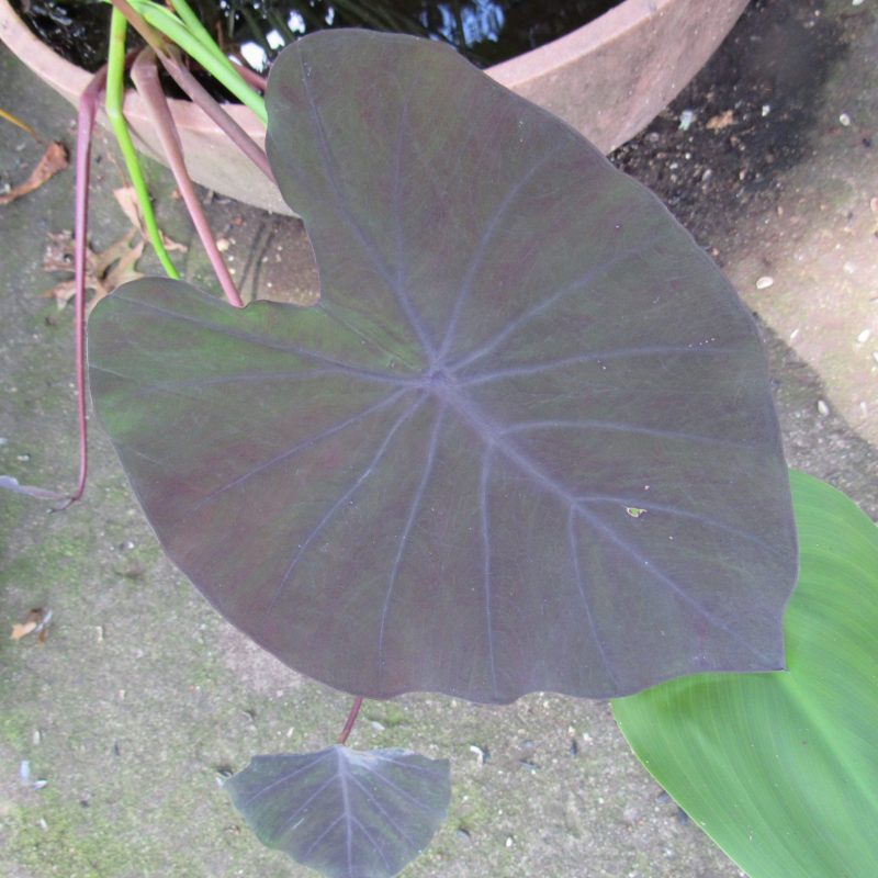 Photo of elephant ear leaf