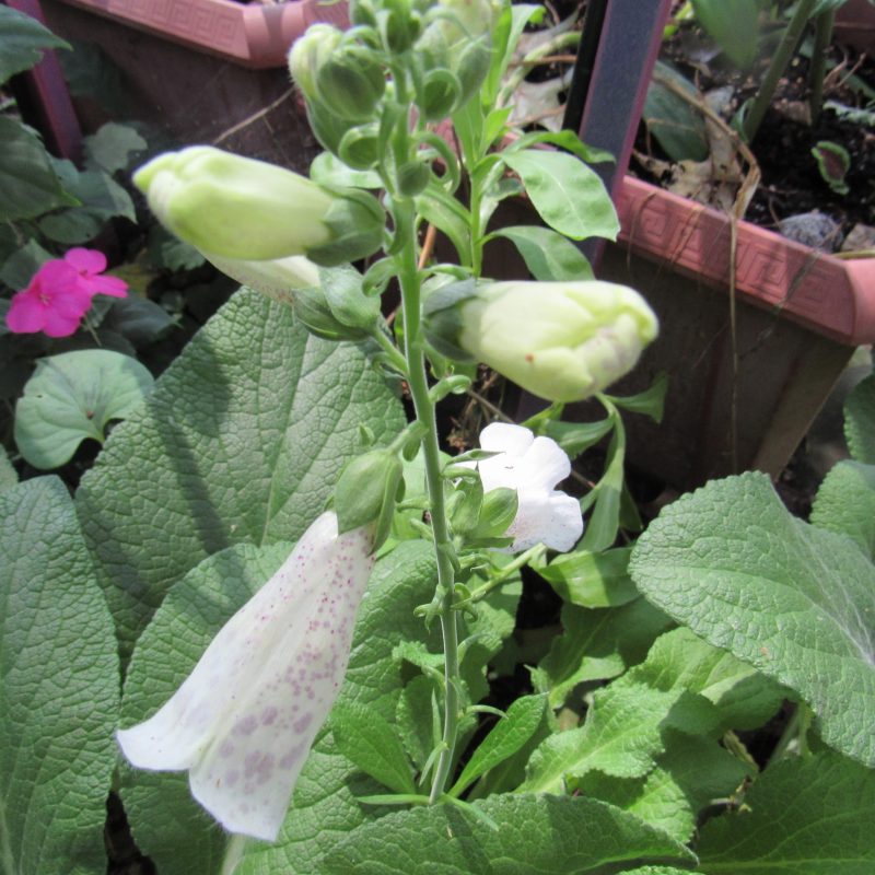 Photo of foxglove flowerstalk