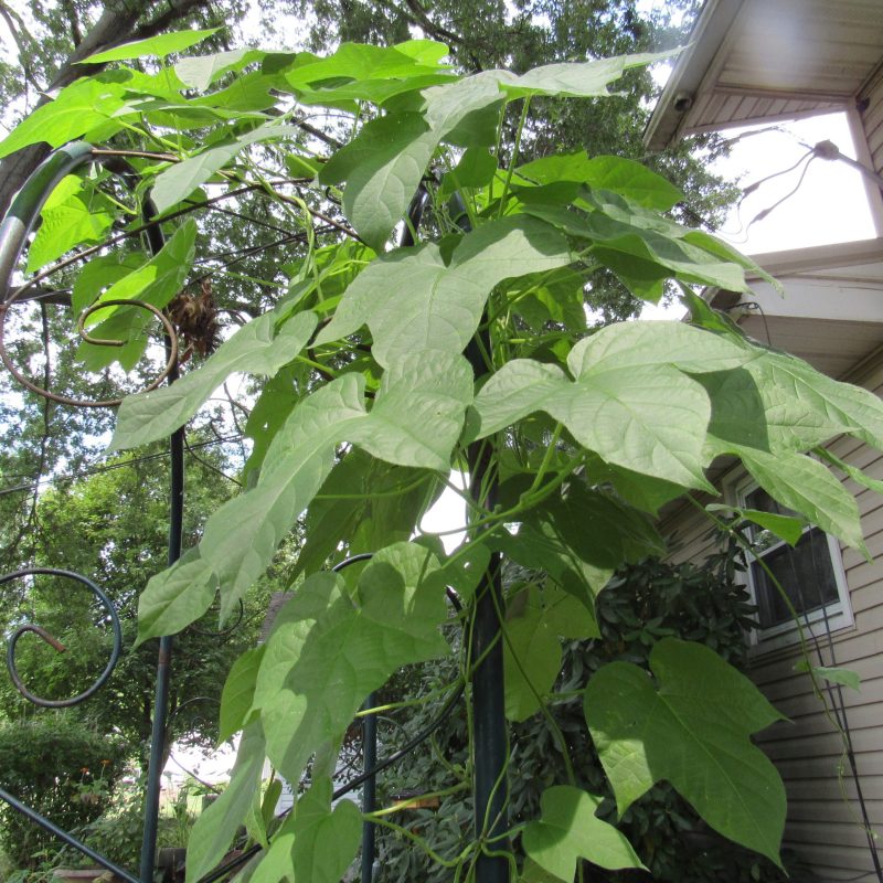 Photo of morning glory vine