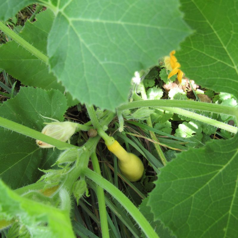 Photo of crookneck squash tiny fruit