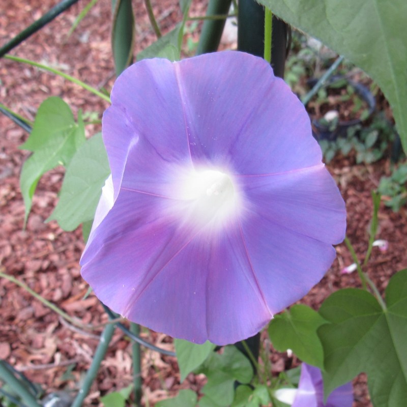 Photo of morning glory flower