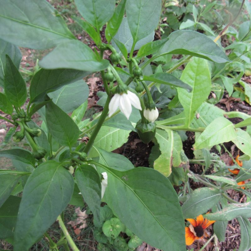 Photo of poblano pepper in bloom and fruit