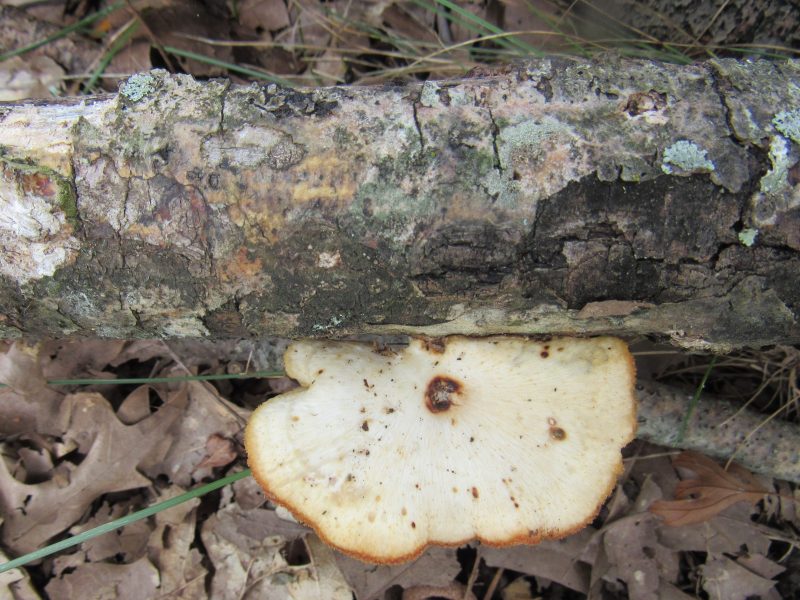 Photo of small mushroom on decaying log