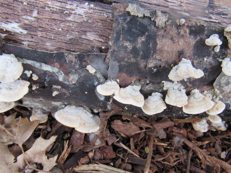 Photo of small mushrooms on decaying log