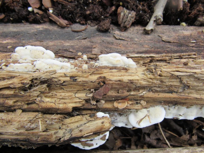 Photo of small mushrooms on decaying log