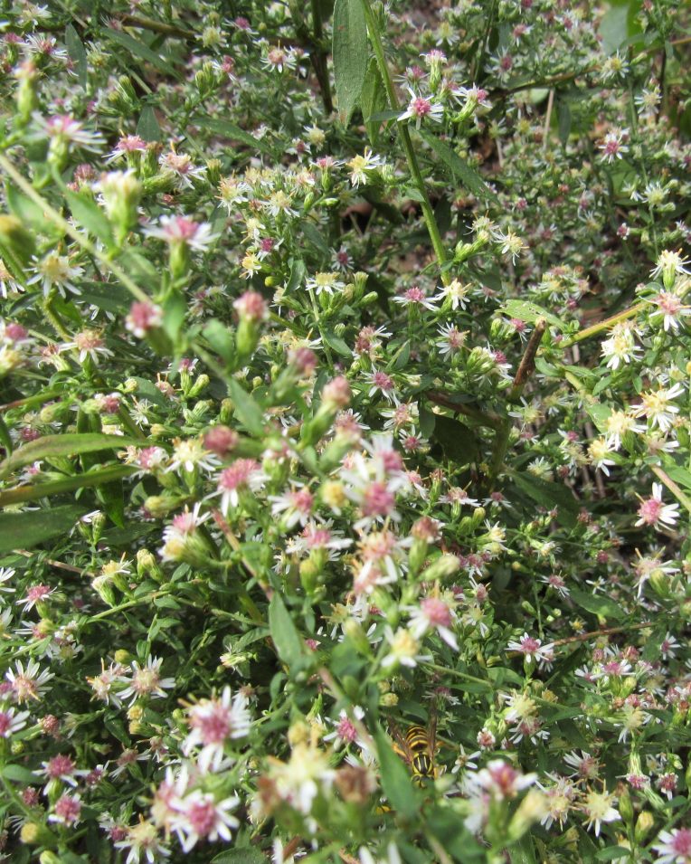 Photo of wild asters with wasp