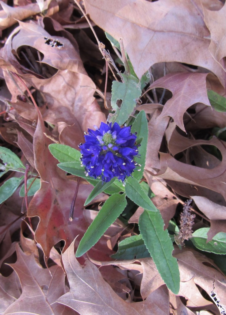 Photo of blue veronica bloom