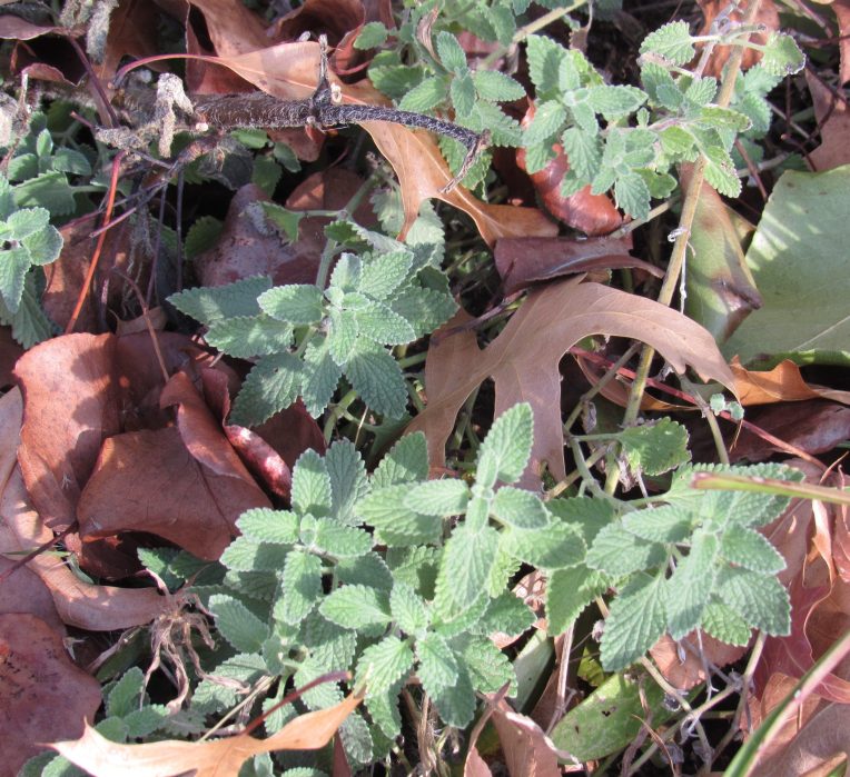 Photo of catmint growth