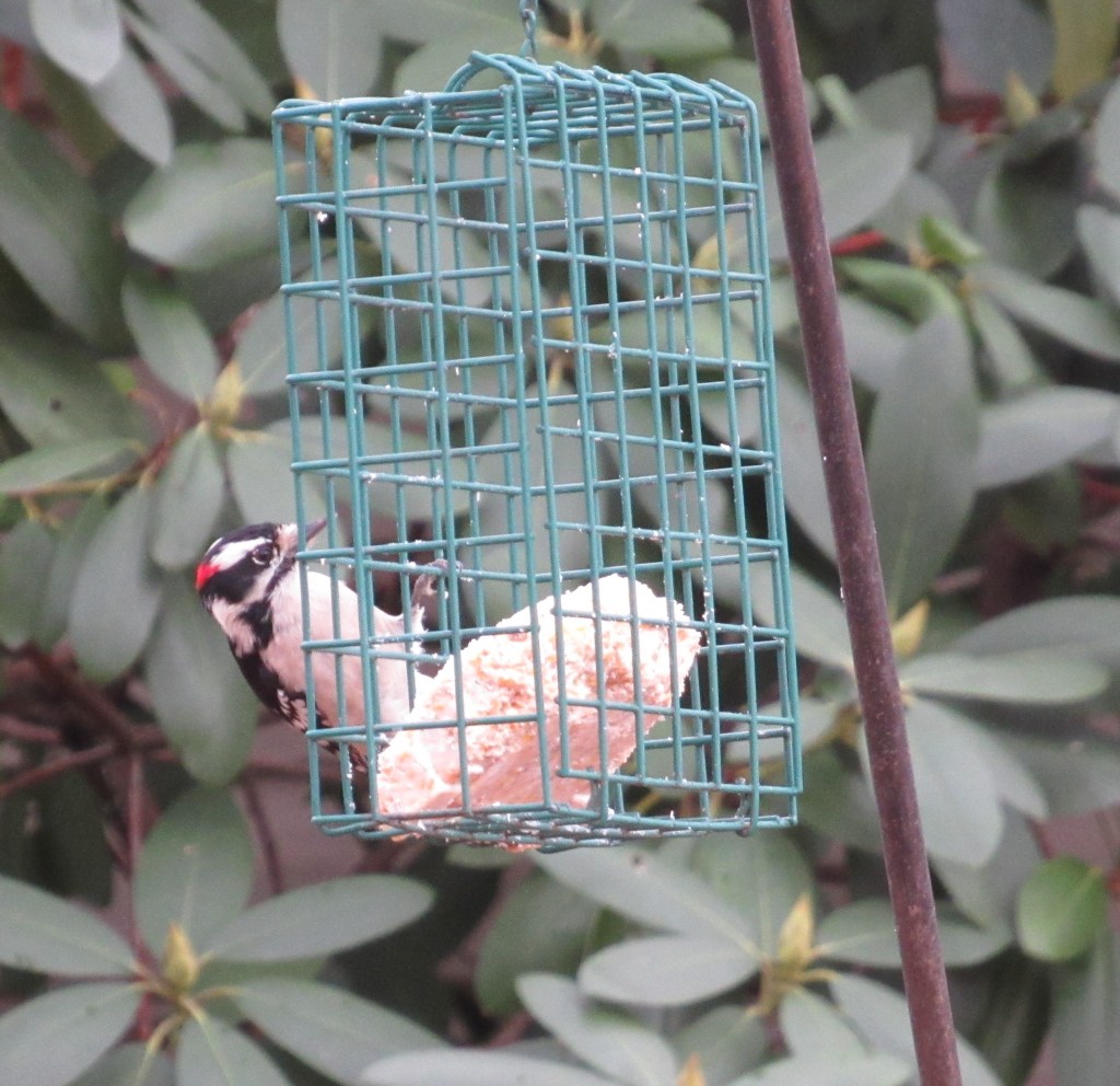 Photo of male downy woodpecker at suet feeder