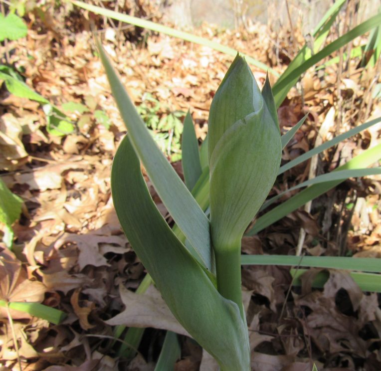 Photo of iris blooming in fall