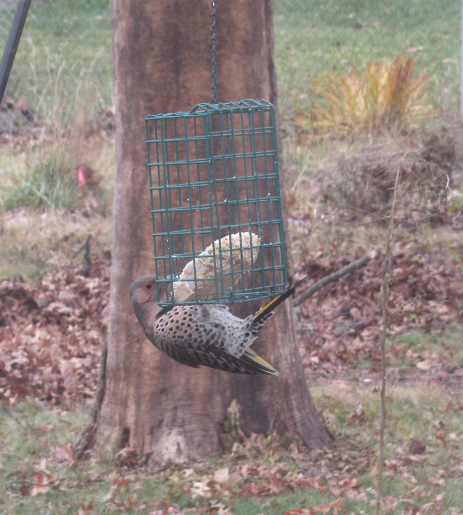 Photo of northern flicker at suet feeder
