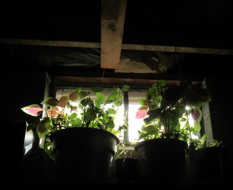 Plants rescued from garden