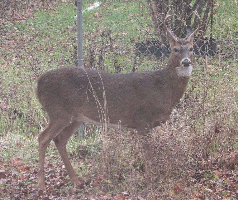 Photo of male deer facing lens