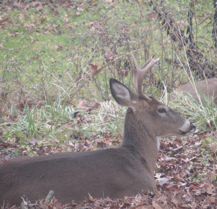 Photo of male deer lying down