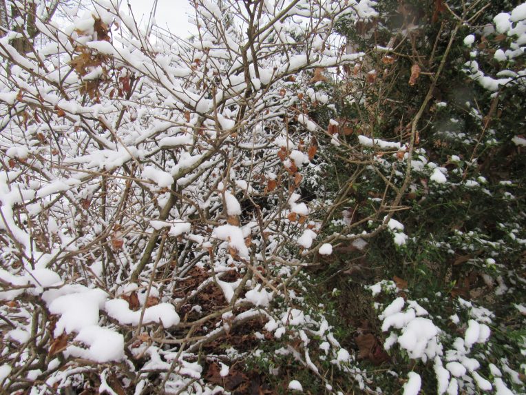 Photo of shrubs with snow on branches