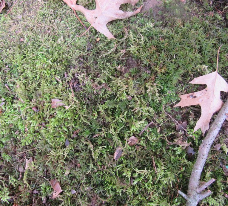 Photo of two types of moss