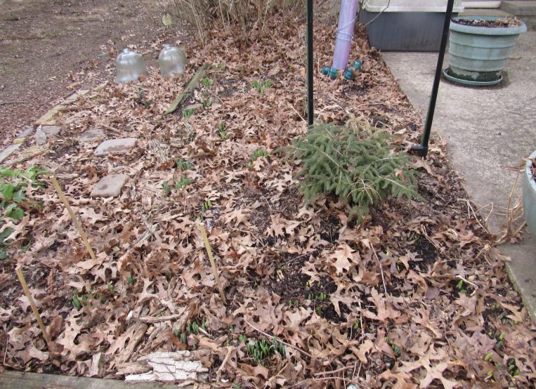 Photo of raked-off flower bed