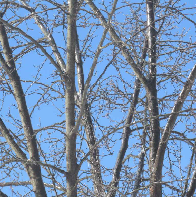 Photo of ice on tree