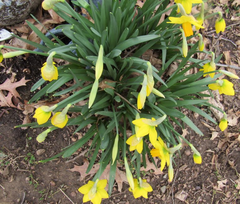 Photo of daffodils