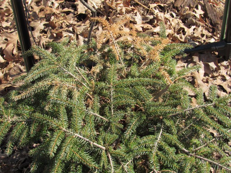 Photo of dwarf spruce