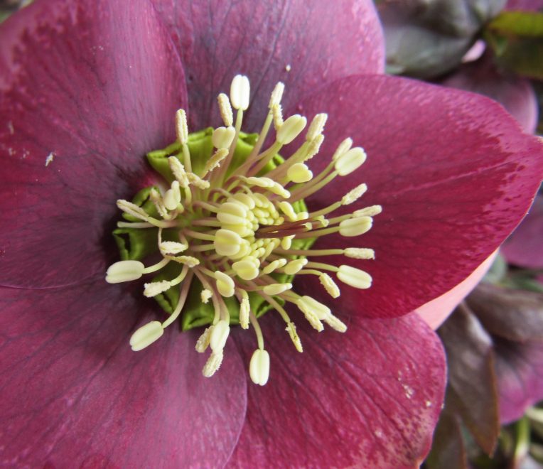 Photo of hellebore flower