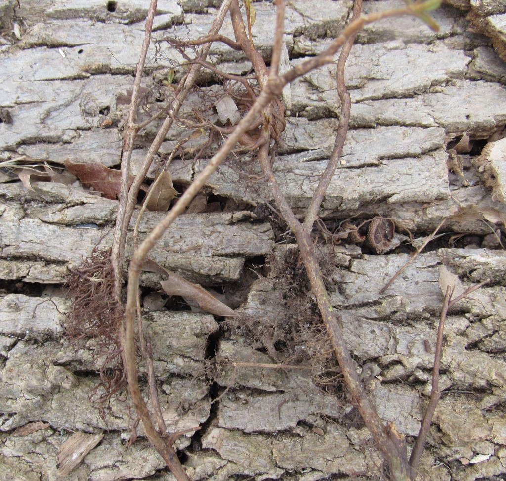 Photo of azalea roots from layered branches