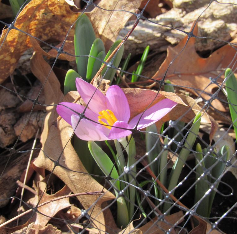 Photo of crocus under netting
