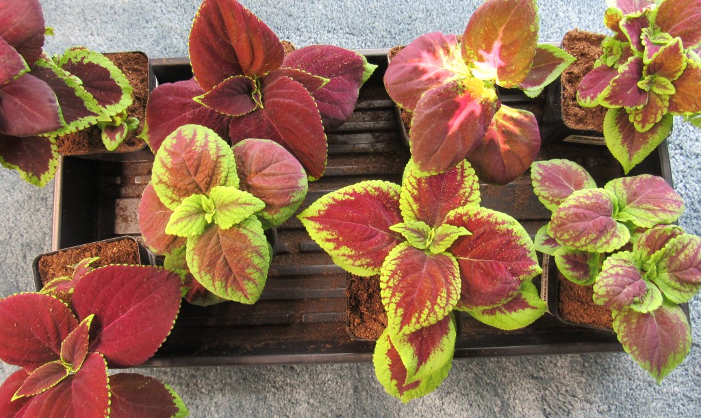 Photo of coleus starts for the garden
