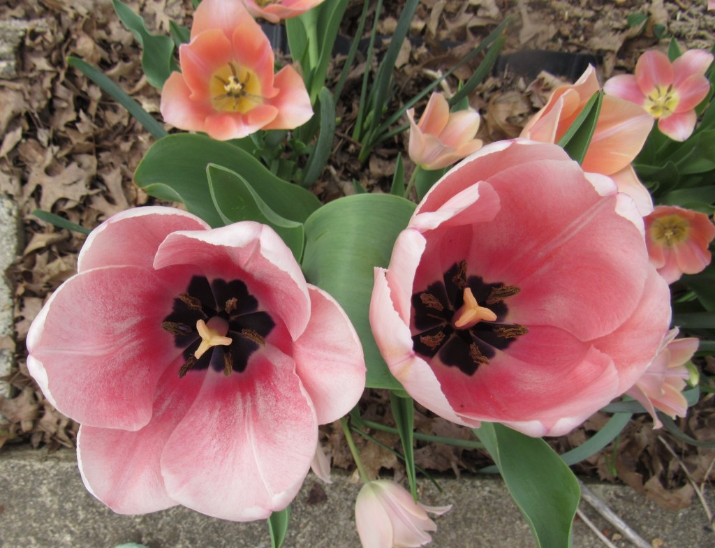 Photo closeup of Dordogne tulips