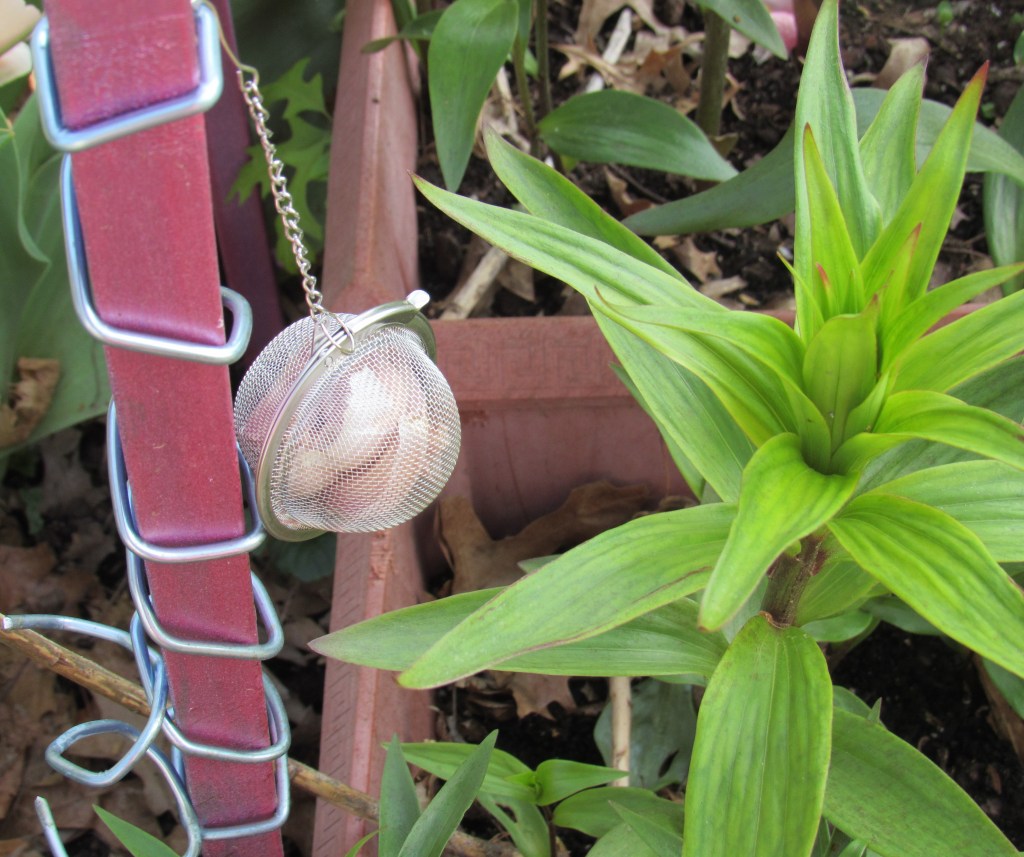 Photo of garlic cloves in tea strainer for deer deterrence