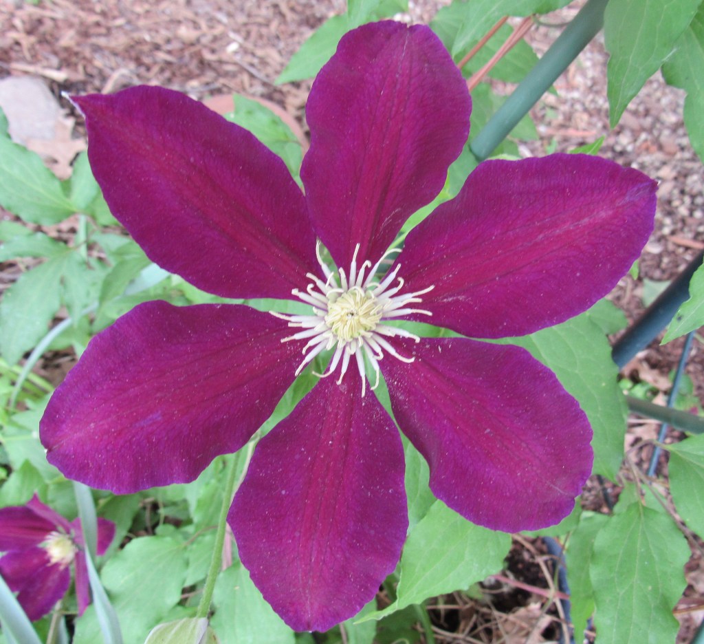 Photo of clematis flower