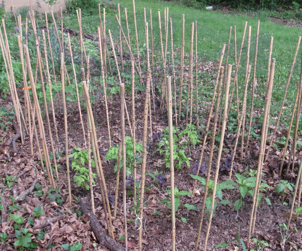 Photo of vegetable bed protected from deer