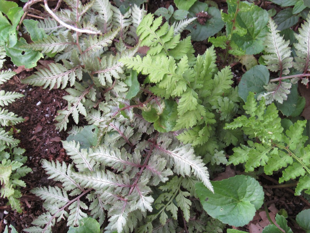 Photo of Japanese painted fern with green sport