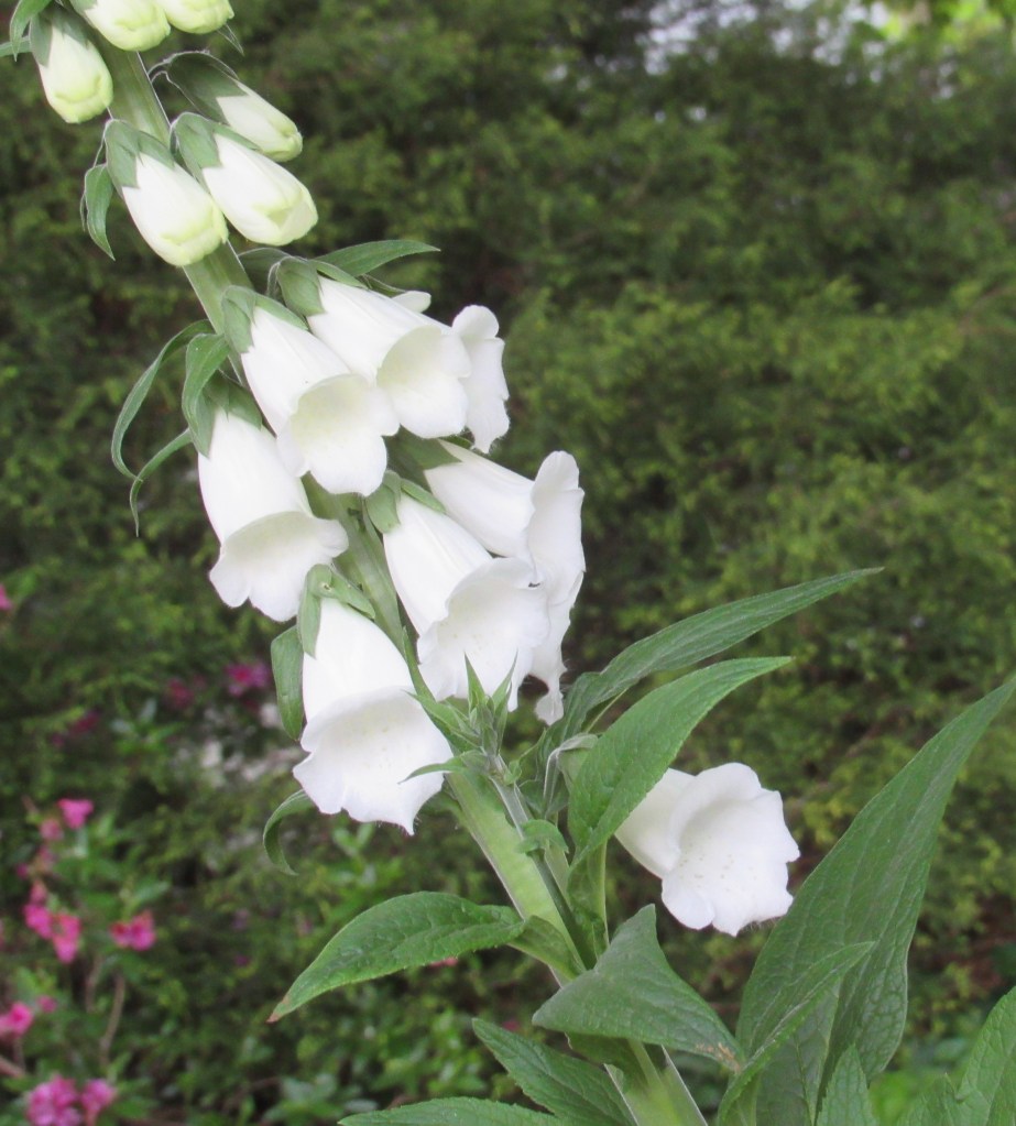 Photo of white foxglove