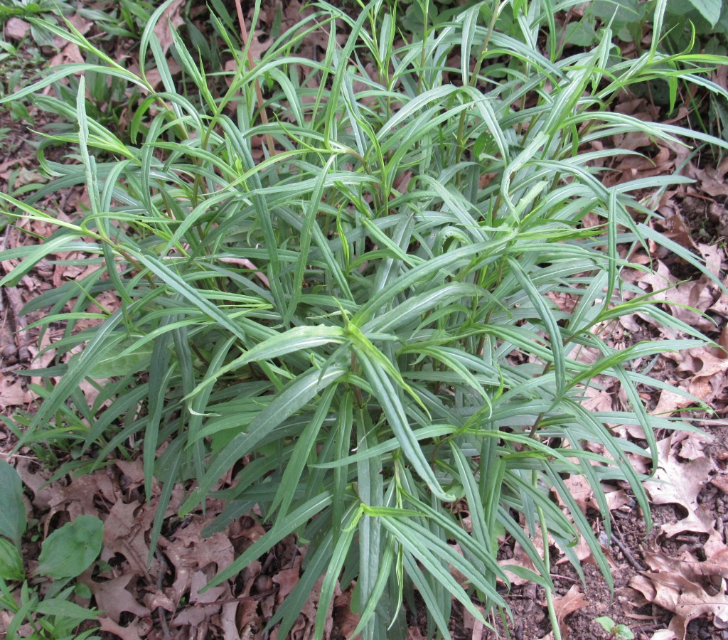 Photo of wild aster foliage