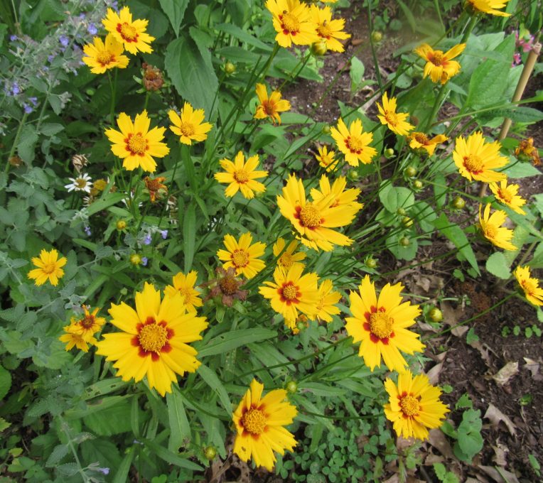 Photo of bright yellow coreopsis blooms