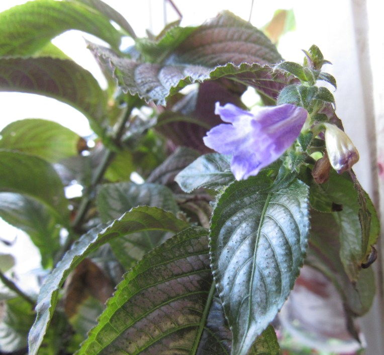 Photo of blue penstemon-like flower of strobilanthes
