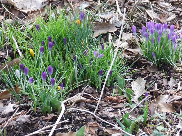 Photo of emerging crocus