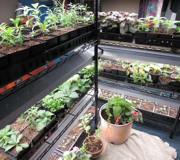 Photo of seed-starting shelves and lighting