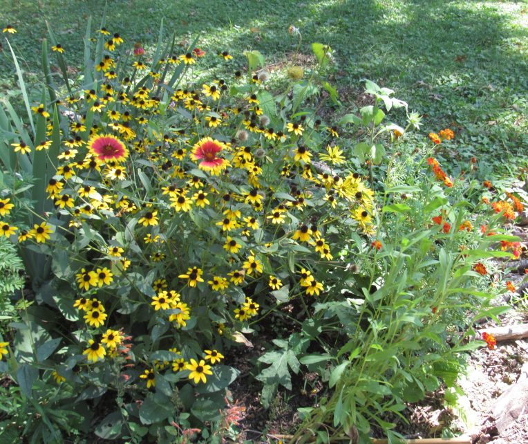 Photo of late summer flowers