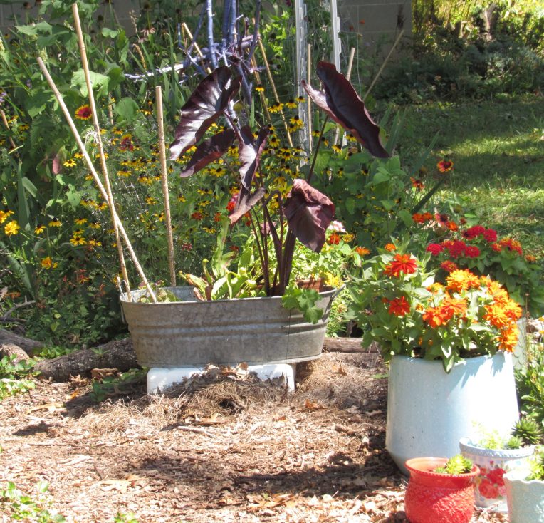 Photo of red and orange flowers