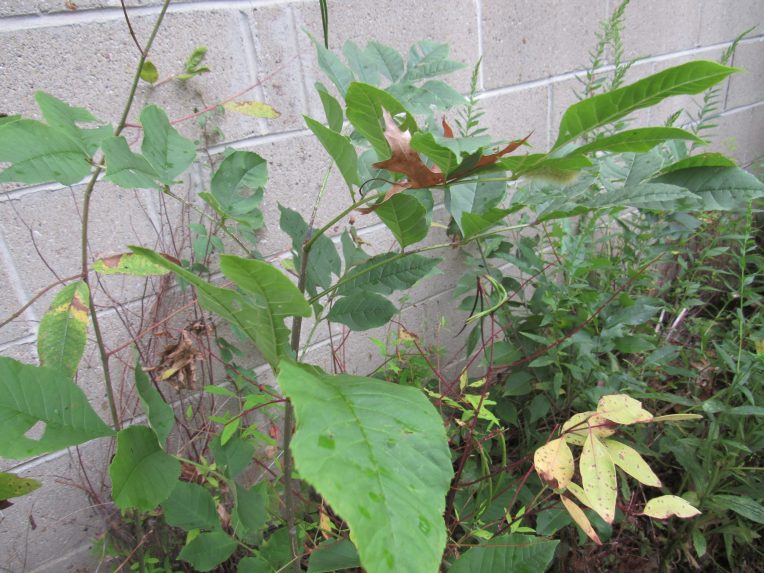 Photo of hickory sapling